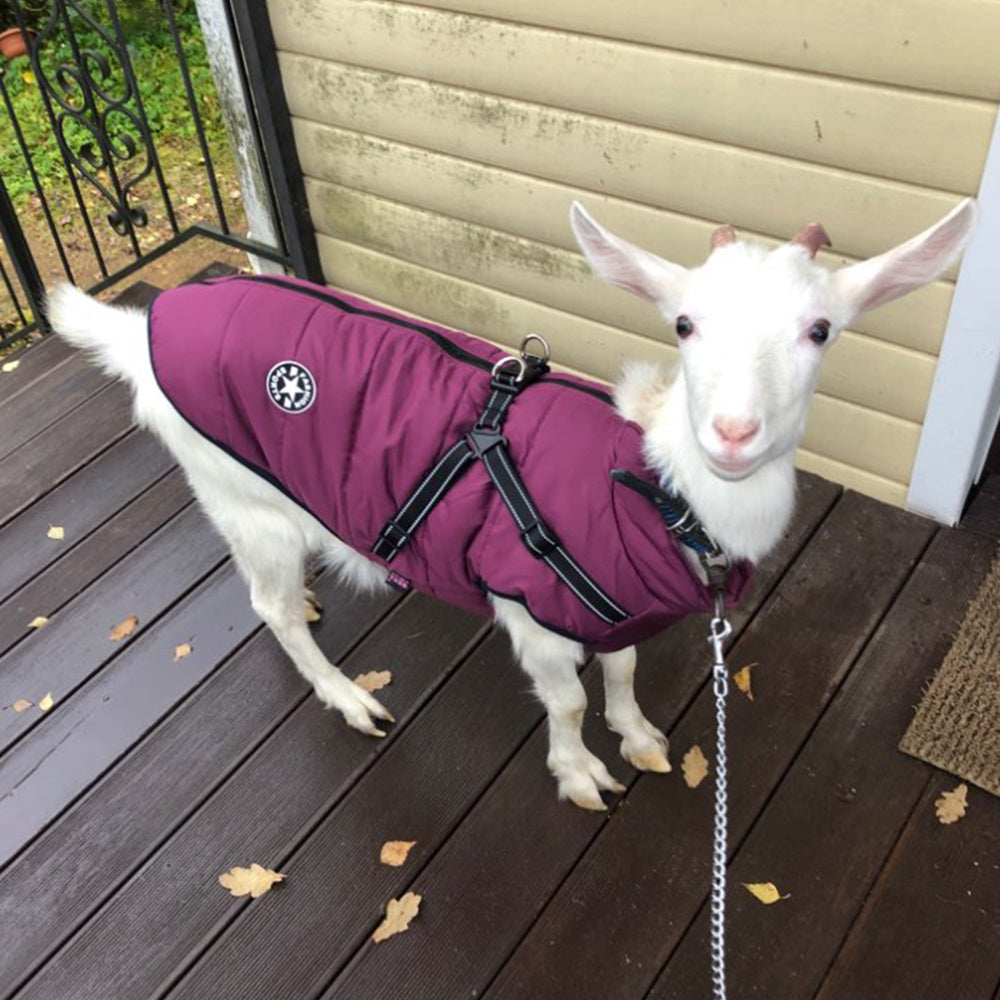 Lightweight Pet Raincoat – Waterproof Rain Silk Jacket for Dogs & Cats