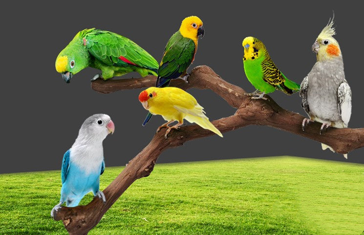 Natural Grape Wood Bird Perch – Unique Parrot & Cage Habitat