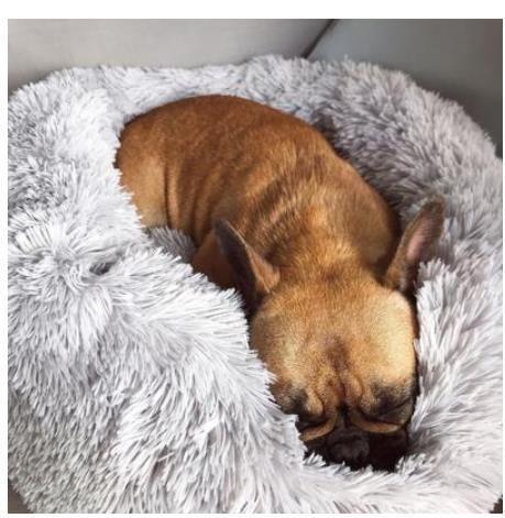 Luxury Calming Donut Pet Bed – Anti-Anxiety Plush Bed for Dogs & Cats