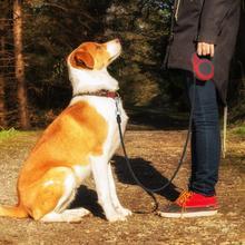 Retractable Pet Leash with One-Hand Lock – Durable Nylon Lead for Dogs & Cats